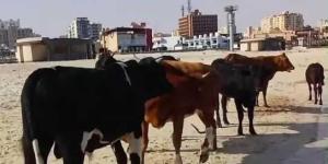 محافظ مطروح يقرر ذبح الماشية السائبة وتوزيع لحومها على الفقراء والمستشفيات ودور الأيتام