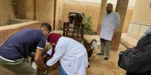 فحص أكثر من 3500 أبقار وأغنام وجاموس بقافلة بيطرية مجانية بقرية كفر الصهبي :اليوم السابع