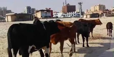 محافظ مطروح يقرر ذبح الماشية السائبة وتوزيع لحومها على الفقراء والمستشفيات ودور الأيتام