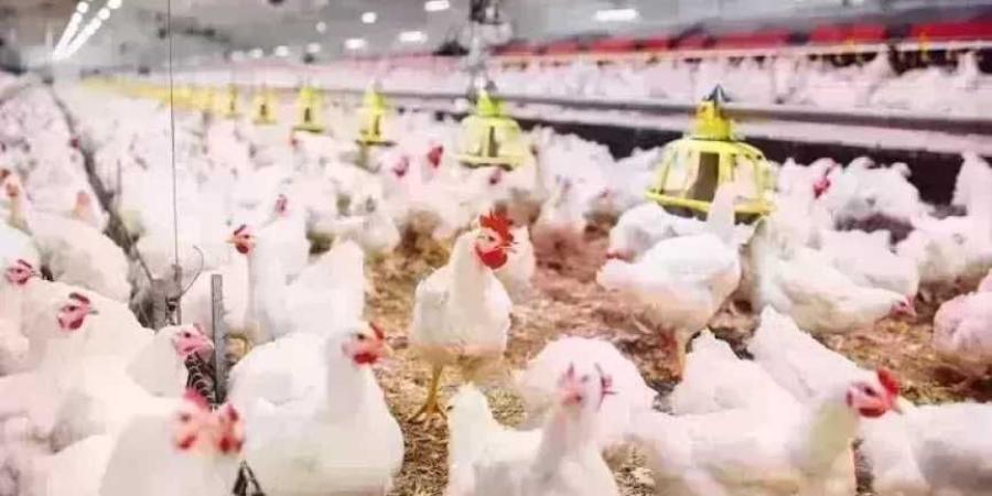 أسعار الدواجن في مصر الأربعاء 21 أكتوبر 2026