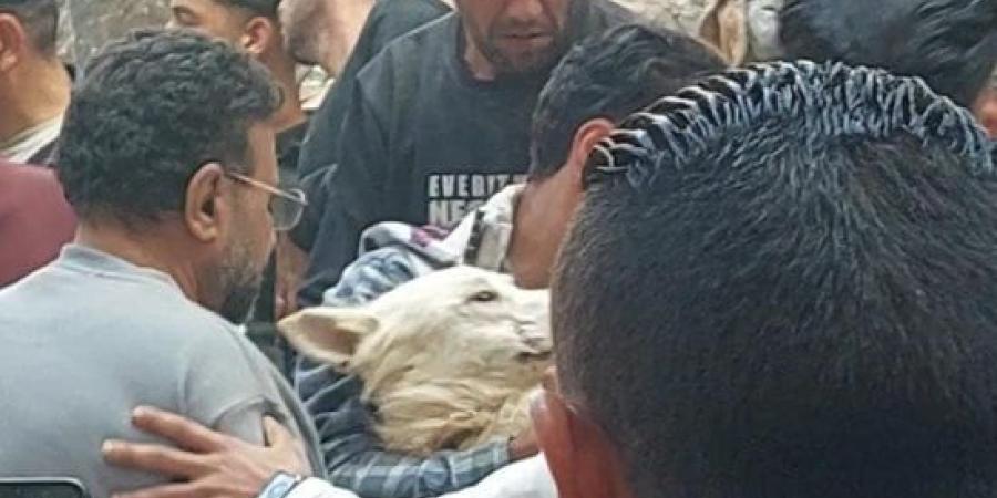 إنقاذ كلب على قيد الحياة أسفل ركام عقار أبو سليمان بالإسكندرية.. صور :اليوم السابع