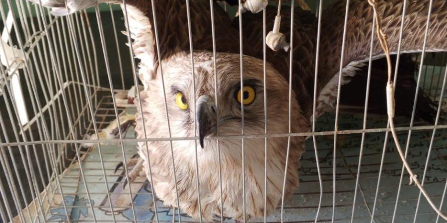 وزارة التنمية المحلية والبيئة تعلن العثور علي طائر (عقاب الثعابين) بالوادي الجديد خلال موسم الهجرة الخريفية