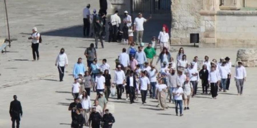 هيئة الجدار والاستيطان: 409 اعتداءات للاحتلال والمستوطنين ضد مزارعى الزيتون :اليوم السابع