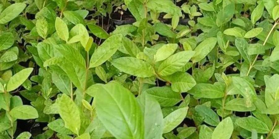 الجوافة الماليزي.. فاكهة بلب وردي وطعم مميز تجذب الأنظار.. فيديو :اليوم السابع