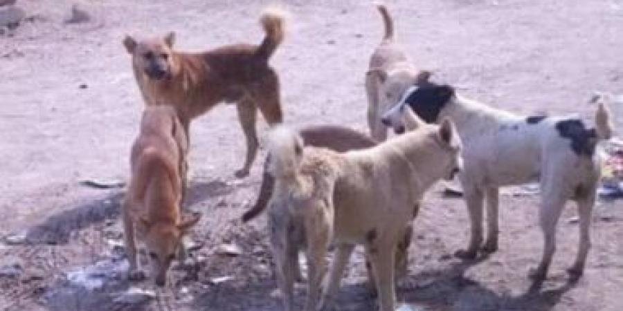 والد الطفلة ضحية هجوم كلاب ضالة بحدائق أكتوبر يكشف لليوم السابع تفاصيل الحادث :اليوم السابع